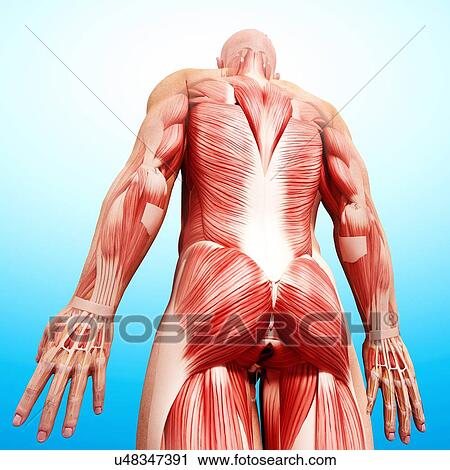Male musculature, artwork View Large Illustration Clip Art - Male musculature, artwork. Fotosearch