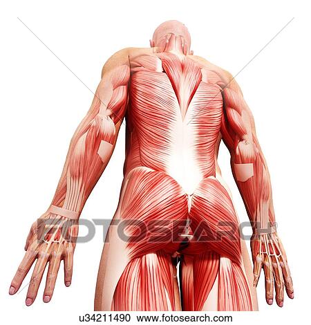 Clipart - Male musculature, artwork. Fotosearch