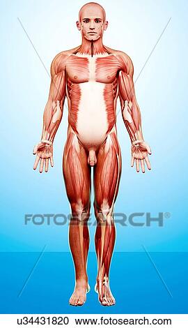 Clipart - Male musculature, artwork. Fotosearch