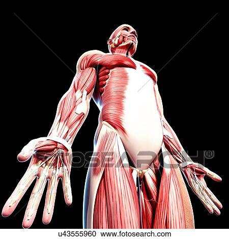 Male musculature, artwork View Large Illustration Clipart - Male musculature, artwork. Fotosearch
