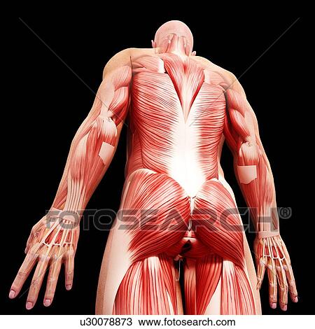 Drawing - Male musculature, artwork. Fotosearch