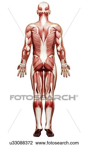 Male musculature, artwork View Large Illustration Drawing - Male musculature, artwork. Fotosearch