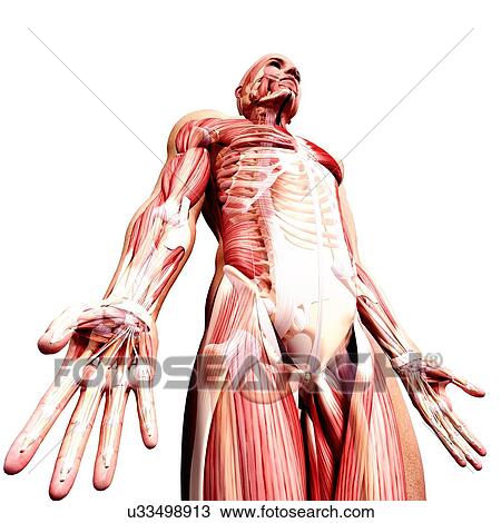 Drawing - Male musculature, artwork. Fotosearch