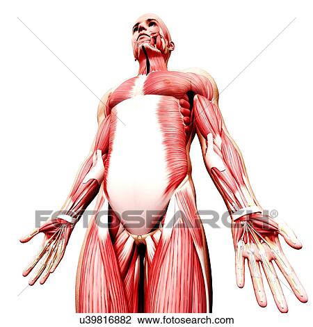 Male musculature, artwork View Large Illustration Drawing - Male musculature, artwork. Fotosearch