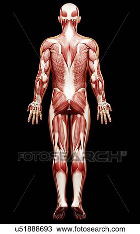 Male musculature, artwork View Large Illustration Drawing - Male musculature, artwork. Fotosearch