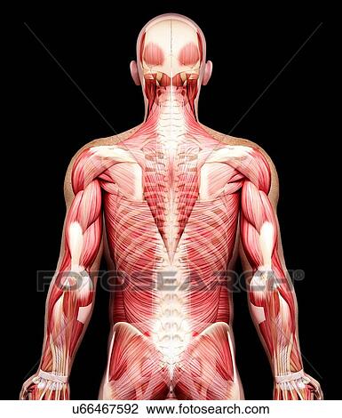 Male musculature, artwork View Large Illustration Drawing - Male musculature, artwork. Fotosearch