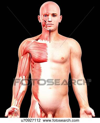 Male musculature, artwork View Large Illustration Drawing - Male musculature, artwork. Fotosearch