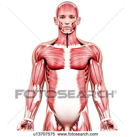Male musculature, artwork View Large Illustration Stock Illustration - Male musculature, artwork. Fotosearch