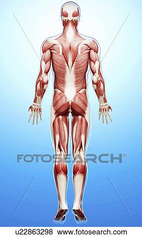 Male musculature, artwork View Large Illustration Stock Illustration - Male musculature, artwork. Fotosearch