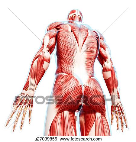 Stock Illustration - Male musculature, artwork. Fotosearch