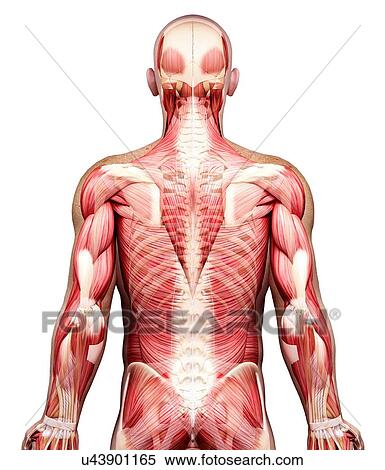 Male musculature, artwork View Large Illustration Stock Illustration - Male musculature, artwork. Fotosearch
