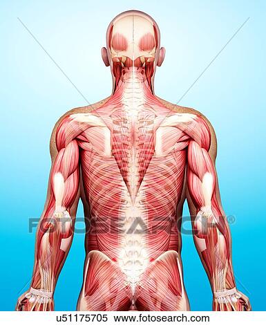 Male musculature, artwork View Large Illustration Stock Illustration - Male musculature, artwork. Fotosearch