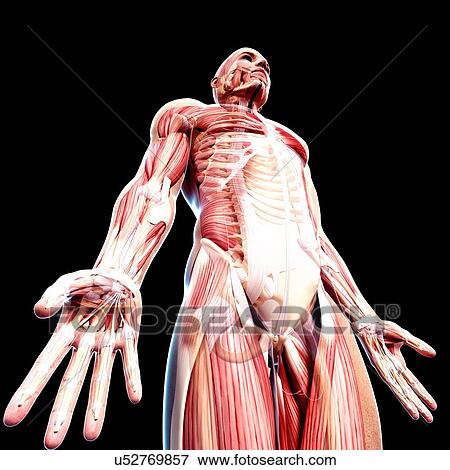 Stock Illustration - Male musculature, artwork. Fotosearch