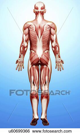 Male musculature, artwork View Large Illustration Stock Illustration - Male musculature, artwork. Fotosearch
