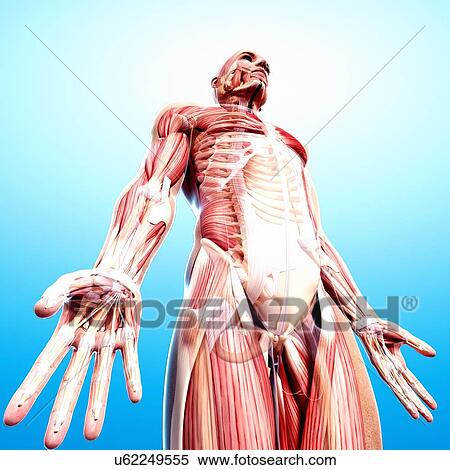Male musculature, artwork View Large Illustration Stock Illustration - Male musculature, artwork. Fotosearch