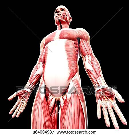 Male musculature, artwork View Large Illustration Stock Illustration - Male musculature, artwork. Fotosearch