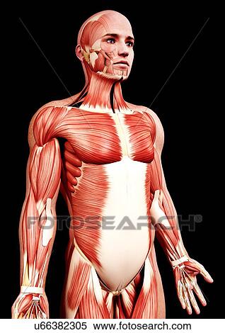 Male musculature, artwork View Large Illustration Stock Illustration - Male musculature, artwork. Fotosearch
