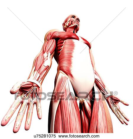 Stock Illustration - Male musculature, artwork. Fotosearch