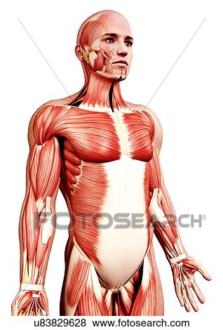 Male musculature, artwork View Large Illustration Stock Illustration - Male musculature, artwork. Fotosearch