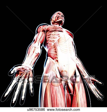 Male musculature, artwork View Large Illustration Stock Illustration - Male musculature, artwork. Fotosearch