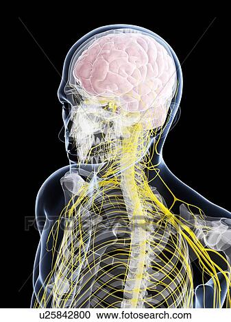 Male nervous system, artwork View Large Illustration Clipart - Male nervous system, artwork. Fotosearch