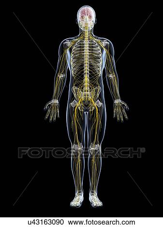 Male nervous system, artwork View Large Illustration Clipart - Male nervous system, artwork. Fotosearch