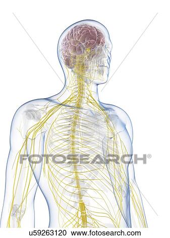 Clipart - Male nervous system, artwork. Fotosearch