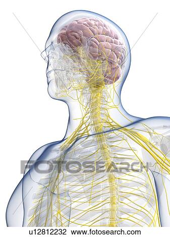 Male nervous system, artwork View Large Illustration Drawing - Male nervous system, artwork. Fotosearch