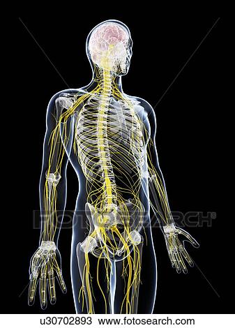 Male nervous system, artwork View Large Illustration Drawing - Male nervous system, artwork. Fotosearch