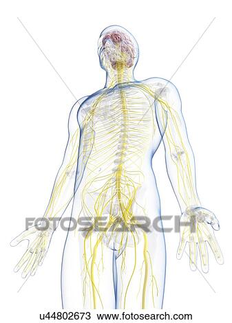 Male nervous system, artwork View Large Illustration Drawing - Male nervous system, artwork. Fotosearch