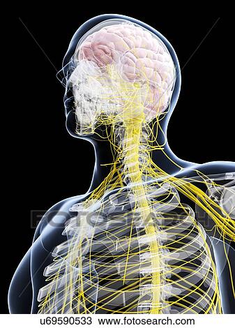 Drawing - Male nervous system, artwork. Fotosearch
