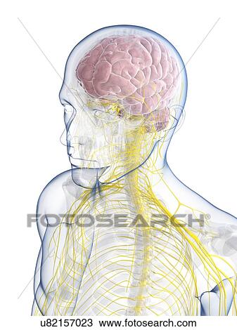 Male nervous system, artwork View Large Illustration Drawing - Male nervous system, artwork. Fotosearch