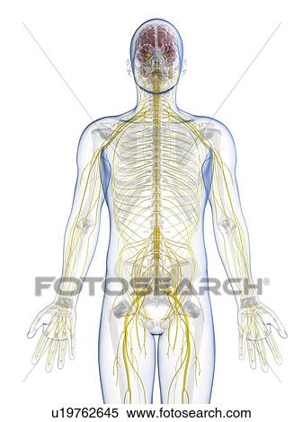 Male nervous system, artwork View Large Illustration Stock Illustration - Male nervous system, artwork. Fotosearch