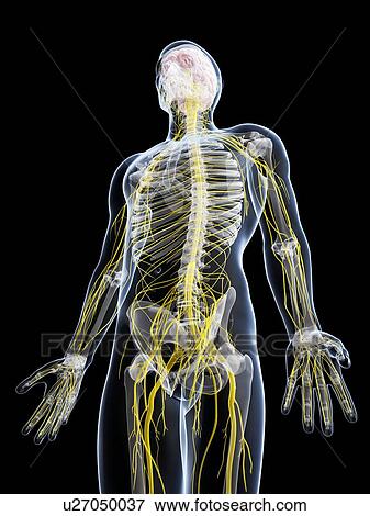 Male nervous system, artwork View Large Illustration Stock Illustration - Male nervous system, artwork. Fotosearch