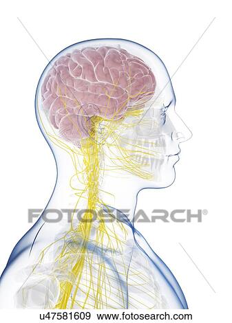 Stock Illustration - Male nervous system, artwork. Fotosearch