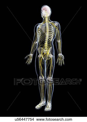Stock Illustration - Male nervous system, artwork. Fotosearch