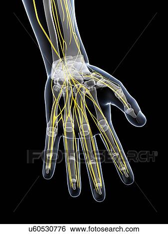 Male nervous system, artwork View Large Illustration Stock Illustration - Male nervous system, artwork. Fotosearch