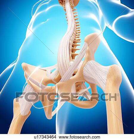 Stock Illustration - Male pelvic bones, artwork. Fotosearch