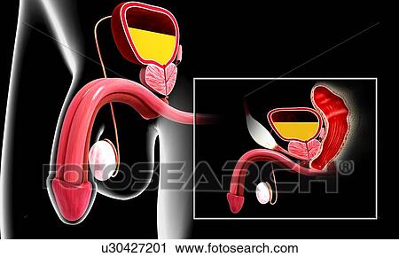 Clip Art - Male reproductive system, artwork. Fotosearch