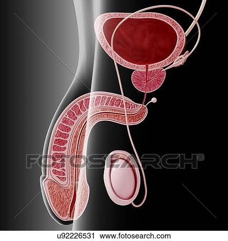 Clip Art - Male reproductive system, artwork. Fotosearch
