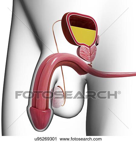 Clip Art - Male reproductive system, artwork. Fotosearch