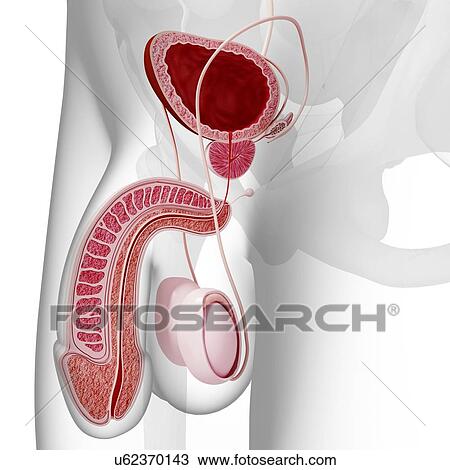 Drawing - Male reproductive system, artwork. Fotosearch