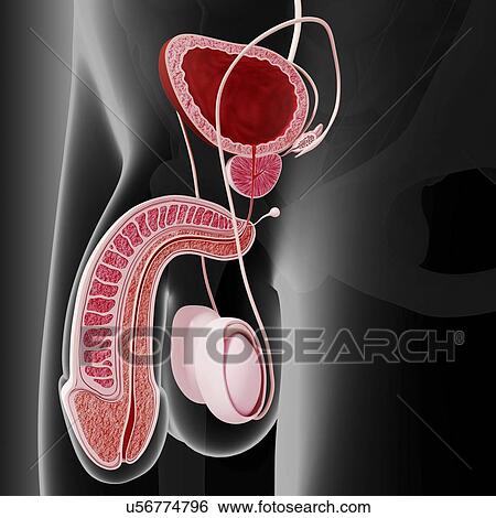 Male reproductive system, artwork View Large Illustration Stock Illustration - Male reproductive system, artwork. Fotosearch