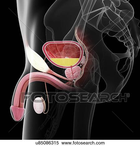 Stock Illustration - Male reproductive system, artwork. Fotosearch