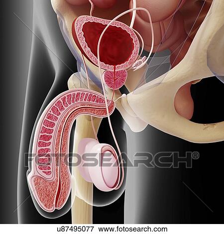 Stock Illustration - Male reproductive system, artwork. Fotosearch