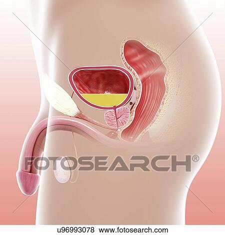 Stock Illustration - Male reproductive system, artwork. Fotosearch