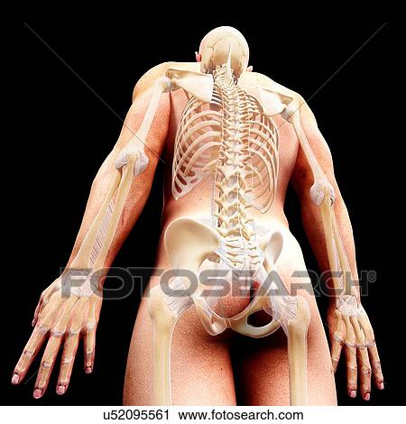 Clip Art - Male skeleton, artwork. Fotosearch