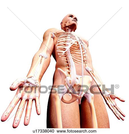 Male skeleton, artwork View Large Illustration Clipart - Male skeleton, artwork. Fotosearch