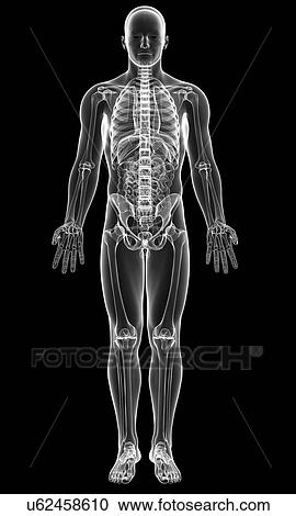 Male skeleton, artwork View Large Illustration Clipart - Male skeleton, artwork. Fotosearch