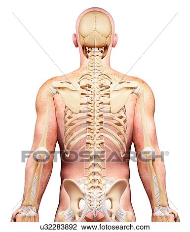 Drawing - Male skeleton, artwork. Fotosearch